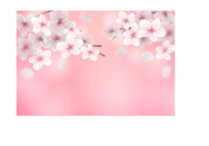 cerisiers en fleur